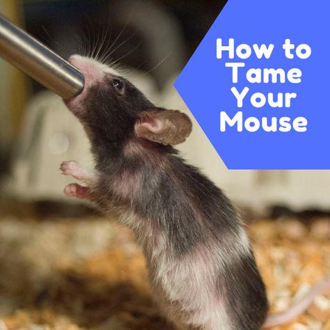 Pet Mouse Cage Ideas, Diy Mouse Toys, Pet Mouse, Fancy Mouse, Mouse Cage, Pet Rodents, Mouse House, Pet Ideas, Mouse Toy