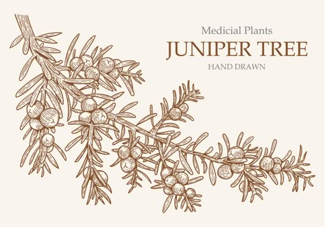 Free Hand Drawn Juniper Tree Vectors. Choose from thousands of free vectors, clip art designs, icons, and illustrations created by artists worldwide! Desert Doodles, Juniper Wedding, Flower Suit, Places For Tattoos, Tree Doodle, Juniper Tree, Tree Quotes, Tree Logo Design, Rabbit Tattoos