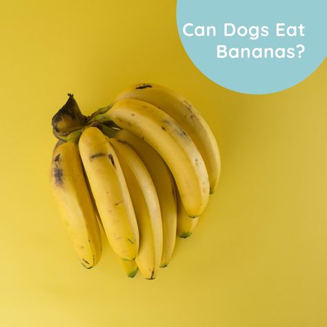 They provide energy or healthy protein to humans. So what about dogs? Here: https://wearypanda.com/can-dogs-eat-bananas/ What Can Dogs Eat, Can Dogs Eat Bananas, Dog Upset Stomach, Eating Bananas, Good Source Of Fiber, Banana Peel, What Dogs, About Dogs, Good Sources Of Protein