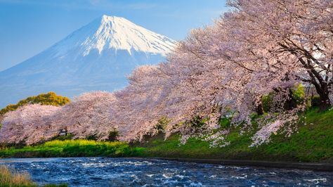 fuji, 4k, HD wallpaper, sakura, river, japan, travel, tourism, National Geographic Traveler Photo Contest (horizontal) National Geographic Wallpaper, 8k Resolution Wallpapers, Japan Cherry Blossom, Japanese Nature, Fuji Mountain, Cherry Blossom Japan, Monte Fuji, Hamamatsu, Mont Fuji