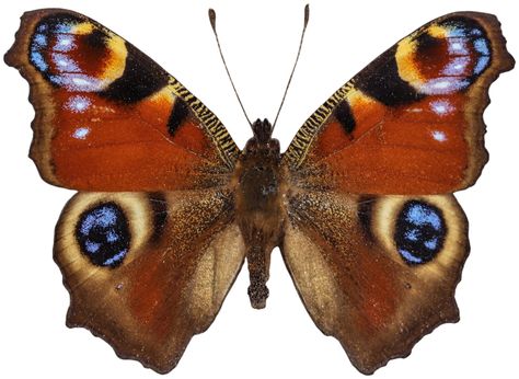 European Peacock Butterfly, Peacock Butterfly Tattoo, Butterfly Reference, Grass Species, Colourful Butterfly, Butterfly Sweater, Peacock Butterfly, Nature Projects, Butterfly Species