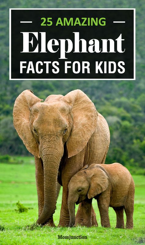 Elephants may look large and intimidating, but they are one of nature's most endearing animals. And, unsurprisingly, kids love Elephants. Elephant Facts For Kids, Elephant Information, Elephants For Kids, Animal Facts For Kids, 2 Elephants, All About Elephants, Elmer The Elephants, Elephant Facts, 4 Pillars