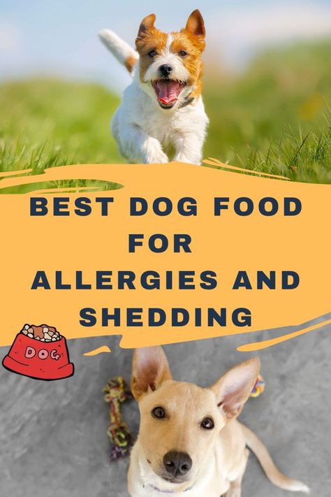 Homemade Dog Food Recipes For Dogs With Allergies, Best Food For Dogs With Skin Allergies, Homemade Dog Food For Skin Allergies, Best Dog Food For Allergies, Dog Food Recipes For Allergies, Homemade Dog Food For Allergies, Dog Food For Skin Allergies, Food For Dogs With Allergies, Dog Food For Allergies