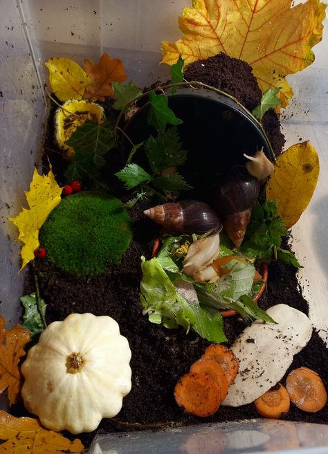 Snail Tank Set Up, Snail Habitat Tanks, Snail Enclosure Ideas, Land Snail Enclosure, Snail Enclosure, African Land Snail Tank Ideas, Snails Terrarium, Pet Snail Terrarium, Land Snails Terrarium