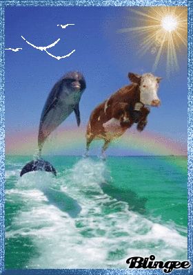 cow versus dolphin Dolphin Memes, Cow Meme, Cow Sketch, Cow Wallpaper, Cow Drawing, Fluffy Cows, Cow Pictures, Animal Antics, Cows Funny