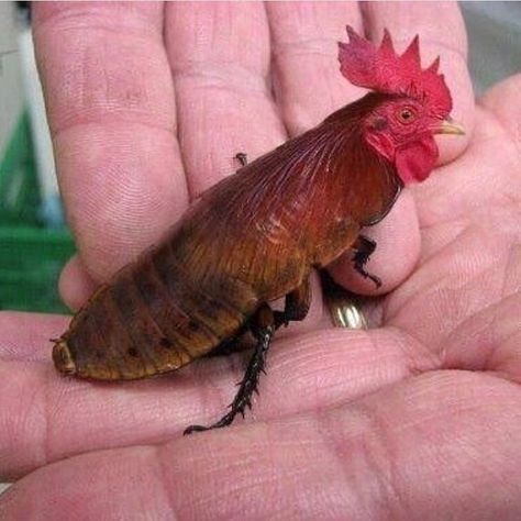 “Cock A Roach #WhatAreYouLookingAt #MashUp” Light People, Ironic Memes, Ugly Cat, Funny Happy, Edgy Memes, You Funny, Funny Posts, Dankest Memes, Funny Images