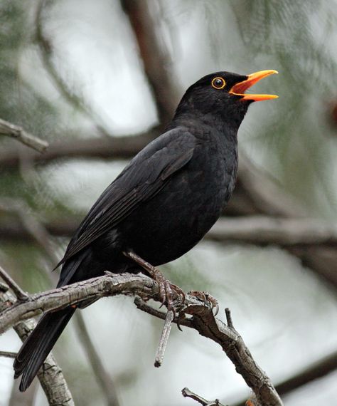 Common Blackbird - Canberra Birds Blackbird Singing, Singing Bird, Bird Song, Blackbird Designs, British Garden, British Wildlife, Ideas Photography, Bird Pictures, Bird Photo