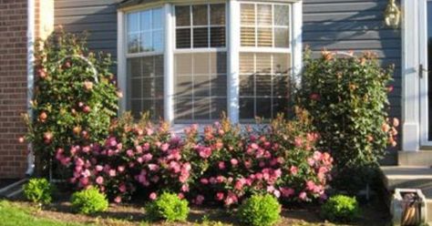 78 Best images about Bay window landscaping on Pinterest | Pvc ... Shed Inspiration, Low Maintenance Garden Design, Landscaping With Roses, Front Yard Patio, Knockout Roses, Backyard Garden Layout, Backyard Garden Landscape, Roses Garden, Front Landscaping