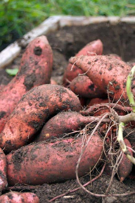 The humble sweet potato.   A 100 calorie root that tastes more like candy than a potato.  Not to be confused with the Yam, a similar looking, but drier vegetable grown mainly in Africa and Asia, the sweet potato gives you a lot of bang for those 100 calories.  They're high Sweet Potato Benefits, Sweet Potato Slips, Curry Indian, Growing Sweet Potatoes, 100 Calorie, Pani Puri, Paneer Tikka, Amazing Images, Quesadillas