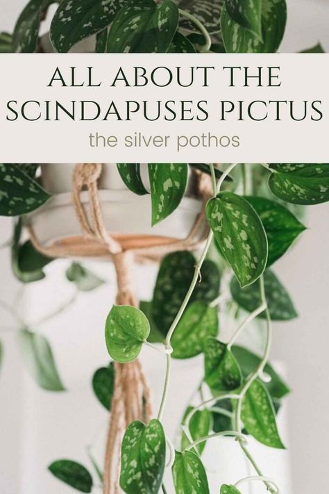 The scindapsus pictus is a beautiful green vining plant with silvery splashes of color on the leaves. This plant is commonly found growing on trees in Southeast Asia where it is a native plant species. Scindapsus Pictus, Vegetable Garden For Beginners, Dog Treats Homemade Recipes, Thriving Garden, Pacific Islands, Variegated Plants, House Plant Care, New Guinea, Plant Species