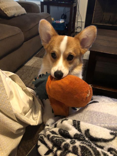 #corgis #corgisofinstagram #corgigram #corgilove #corgicommunity #corgination #corgipuppy #corgistagra #corgisworld_feature #corgisarethebest #corgilovers #corgicuteness #corgisrule #corgisdaily #corgisofinsta #corgisarelife #corgipaws #corgiswag #corgitales #corgisandfriends #corgistyle #corgicollection #corgimoments #corgiworld_feature #corgioftheday #corgiaddict #corgicommunitynetwork #corgis_of_the_world #corgistation #corgifeatured Corgi Aesthetic, Corgi Gif, Facebook Ads Campaign, Cute Corgi Puppy, Ads Campaign, Corgi Mix, Corgi Pembroke, Puppies And Kitties, Really Cute Dogs