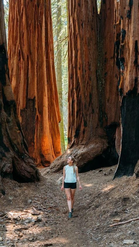 Living in Central California, Sequoia National Park is a place that I try to visit at least once a year. If you are planning a trip there, we cover 15 of the best things to do in Sequoia National Park! Giant Sequoia Trees, Bakersfield California, Sequoia Tree, Best Campgrounds, Kings Canyon National Park, Mountain Park, Forest Trail, Life Crisis, Fun Life