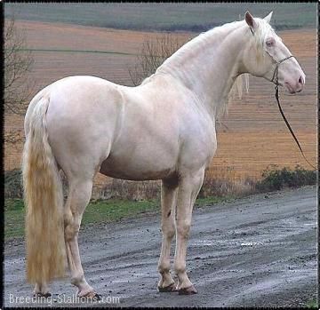 Cremello and Perlino can both  appear to be white. Description from pinterest.com. I searched for this on bing.com/images Perlino Andalusian, Lusitano Stallion, Andalusian Horses, Different Horse Breeds, Lusitano Horse, Birds For Sale, Horse Therapy, Andalusian Horse, Bird Baths