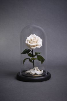 Bella Mini - Forever Rose - AED750.00 Rose In A Glass, Beautiful Bedroom Decor, Childrens Shop, Aesthetic Roses, Rose Centerpieces, Forever Rose, Des Roses, Diy Crafts Paper Flowers, Dream Gift