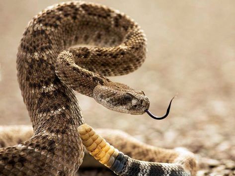 rattle snake symbolic meaning – Whispers, Channels, Prophecies & Visions Rattlesnake Tattoo, Snake Photos, Largest Snake, Rabbit Cages, Snake Venom, Cute Snake, Reptile Snakes, Snake Art, Beautiful Snakes