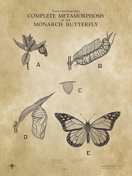 Beautiful Poster Print of a 1935 classroom chart detailing the Complete Metamorphosis of the Monarch Butterfly from Turtox General Biological Supply House.🦋 See available sizes. Printed on heavy matte poster paper in super high resolution. The poster you are receiving is unframed and will ship to you in a poster tube. #Cocoon #caterpillar #larva #insect #metamorphosis #chrysalis #lepidopteris #entomology #entomologist #milkweed #moth Butterfly Metamorphosis, Entomology Art, Scientific Poster, Classroom Charts, The Monarch, House Supplies, Poster Tube, Beautiful Posters, Monarch Butterfly