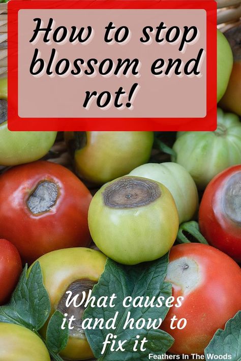 blossom end rot on tomatoes Tomato Plants, Fix It, Tomatoes, Blossom, Fruit, Plants