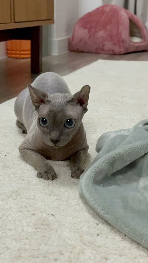 Grey Hairless Cat, Grey Sphynx Cat, Feline Aesthetic, Hairless Animals, Hairless Cat Sphynx, Cat Throwing Up, Cute Hairless Cat, Sphinx Cats, Chat Sphynx