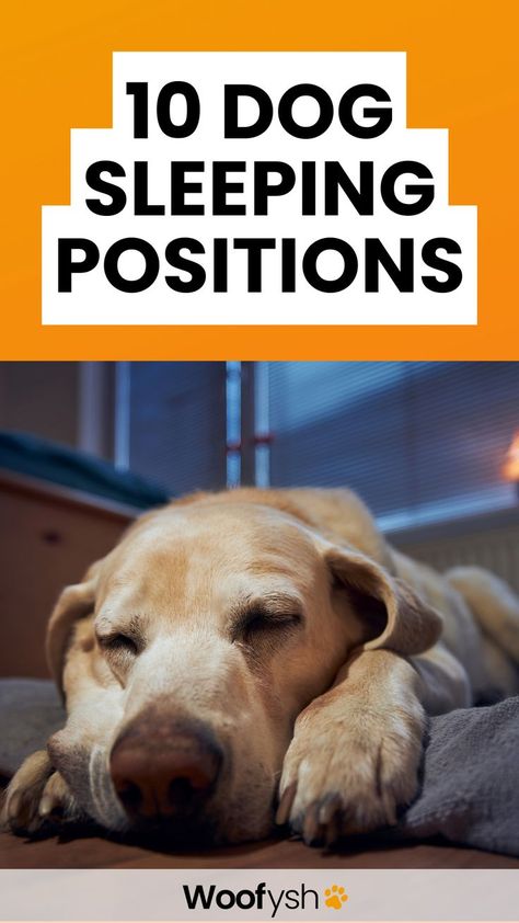 Discover the meanings behind your dog's sleeping positions and what they reveal about their mood and health. Dog Positions Meaning, Dog Sleeping Positions Meaning, Dog Sleeping Positions, Sleeping Pose, Dog Communication, Dog Sleeping, Dog Ages, Dog Top, Puppy Chewing