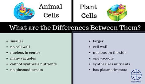 What are the Differences Between Plant Cells and Animal Cells? - WorldAtlas Plant Cell And Animal Cell, Animal Cells, Cell Theory, Plant Cells, Plant And Animal Cells, Secret Hiding Places, Plasma Membrane, Cell Model, Cell Division