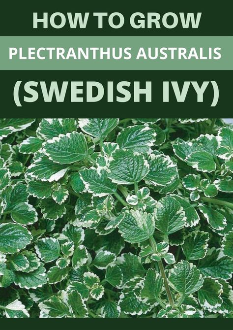 HOW TO CARE FOR PLECTRANTHUS AUSTRALIS (SWEDISH IVY) Ivy Houseplant, Terrace Planting, Swedish Ivy, Backyard Plants, Floral Foliage, Ivy Plants, House Plant Care, Water Me, Garden Projects