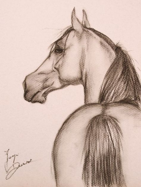 Drawing Horses, Horse Art Drawing, Animals Drawing, Drawing Realistic, Horse Sketch, Realistic Drawing, Charcoal Pencil, Drawing Animals, Charcoal Drawings