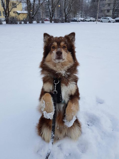 The extremely rare Finnish Snow-Pawed Mongoose! Dogs Aesthetic, Really Cute Puppies, Super Cute Puppies, Animal Drawing, Pretty Dogs, Pretty Animals, Dog Wallpaper, Silly Animals, Cute Animal Photos