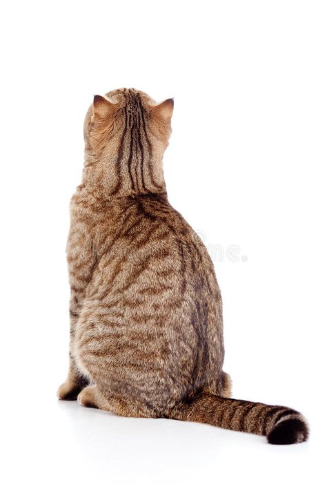 Rear view of tabby-cat on white. Rear view of cat on white #Sponsored , #Ad, #sponsored, #view, #cat, #tabby, #Rear Cat Sitting Down, Cat Anatomy, Cat Reference, Cat Stands, Image Chat, Cat Pose, Warrior Cat, Cat Sitting, Warrior Cats