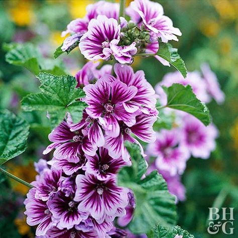 Mallow Plant, Malva Sylvestris, Tattoo Plant, Mallow Flower, Cottage Garden Plants, Outdoor Flowers, Pink Garden, Backyard Garden Design, Flowers Perennials