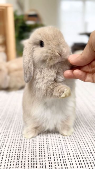 American Lop Bunny, Mini Rabbit, Holland Lop Rabbit, Baby Bunny, Mini Lop Bunnies, Lop Bunnies, Cutest Bunny Ever, Holland Lop Bunnies, Mini Lop