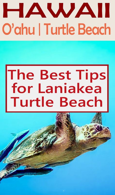 The best tips for Laniakea Turtle Beach (O'ahu, Hawaii). When to see the amazing Green Sea Turtles. Read the full guide with unique tips for your next Hawaii vacation. Turtle Beach Hawaii, Turtle Bay Resort Hawaii, Turtle Bay Hawaii, Laniakea Beach, Hawaii Trip Planning, Oahu Vacation, Hawaiian Travel, Vacation 2023, Turtle Bay Resort