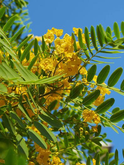 Tipu Tree, Broom Plant, Types Of Oranges, Jacaranda Tree, Live Oak Trees, Backyard Privacy, Moon Garden, Bamboo Plants, Shade Trees