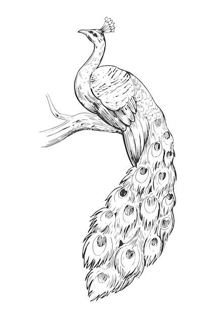 Sketch of peacock. hand drawn illustrati... | Premium Vector #Freepik #vector #peacock #bird-sketch #watercolor-bird #bird-drawing Peacock Sketch, Peacock Coloring Pages, Peacock Drawing, Easy Drawing Steps, Drawing Hands, Drawing Tutorials For Kids, Peacock Painting, Peacock Art, White Drawing