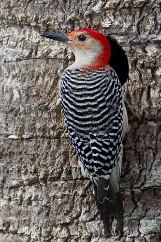 Red-bellied Woodpecker | Male Red-bellied Woodpecker - Ritch… | Flickr Woodpecker Tattoo, Red Bellied Woodpecker, Melbourne Florida, Song Birds, Bird Photos, Woodpeckers, Bird Watcher, Backyard Birds, Bird Pictures