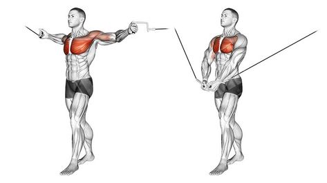 The Ultimate Chest Workout for Building Mass - The Trend Spotter Tricep And Shoulder Workout, Best Chest Exercises, Workouts For Men, Barbell Press, Chest Workout For Men, Cable Crossover, Dumbbell Fly, Muscle Structure, The Trend Spotter