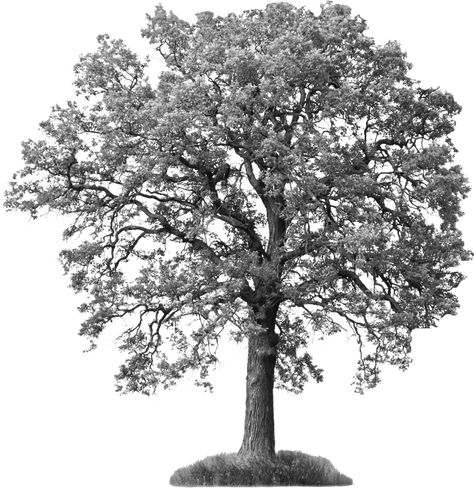 Ash Tree Tattoo, Tattoo Ideas Realistic, White Ash Tree, Cottonwood Tree, Tattoo Board, Inspiration Tattoo, Ash Tree, Tree Png, Tree Tattoo