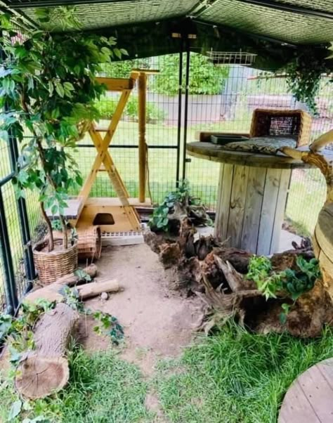 Outdoor Ferret Cage Ideas, Ferret Outdoor Enclosure, Animal Enclosure Ideas, Outdoor Cat Area, Cat Rescue Ideas, Ferret Enclosure, Pet Friendly Backyard, Cat Play Area, Cat Park