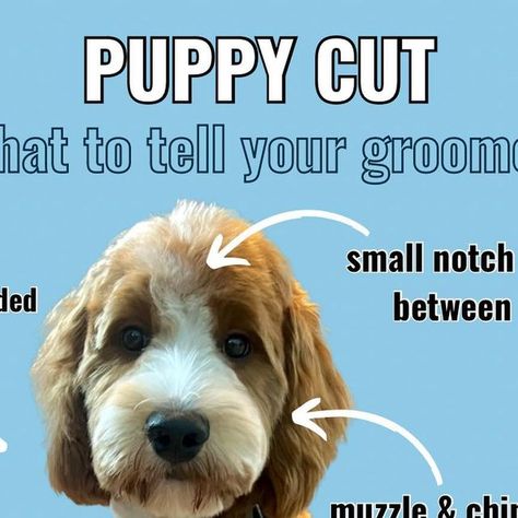 Mini Goldendoodle in Denver | Dog Mom Lifestyle on Instagram: "Save this before your next visit! 🐶 I was so nervous before taking Knox to the groomer for the first time. I had no idea what to ask for. ⁉️ I don’t want you to stress like I did! 😂 So here’s a guide on how to get that sweet, fluffy look for your puppy. 📍If you’re in Denver, we love taking our goldendoodle to @lil_brn_dog! #groomer #grooming #tips #groomingdog #doggrooming #guide #goldendoodlegrooming #puppycut" Goldendoodle Tail Grooming, Goldendoodle Grooming, Mom Lifestyle, Puppy Cut, Dog Groomer, You Doodle, Pet Vet, Mini Goldendoodle, Grooming Tips