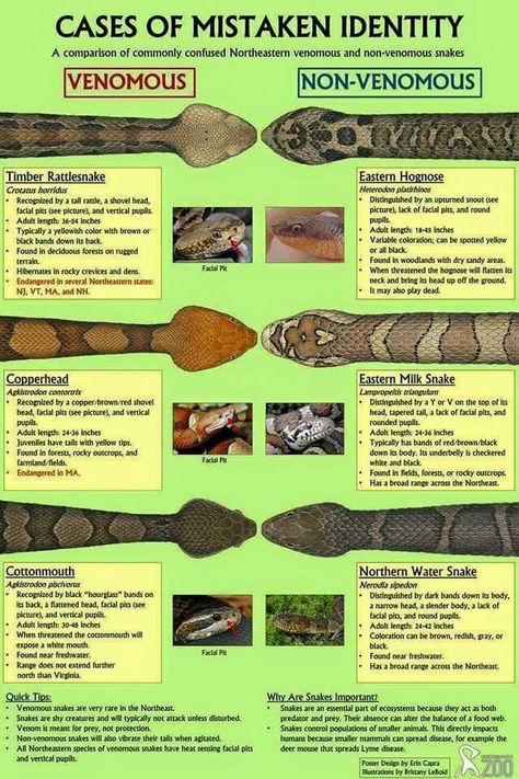 Comparison of venomous and non- venomous snakes of northeastern US Survival Skills Life Hacks, Apocalypse Survival, Survival Life Hacks, Survival Techniques, Diy Camping, Survival Life, Homestead Survival, Adventure Gear, Emergency Prepping