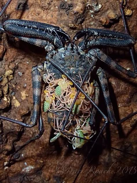 Scorpion Pictures, Tailless Whip Scorpion, Whip Scorpion, Arachnids Spiders, Weird Insects, Macro Photography Insects, Creepy Animals, Cool Insects, Tattoo Nature