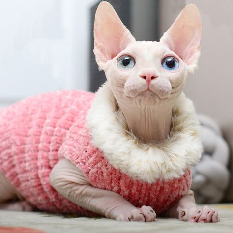 Chat Sphynx, Sphynx Cat Clothes, Sphinx Cat, Plush Coat, Cat Sweater, Handmade Sweater, Devon Rex, Hairless Cat, Pet Fashion