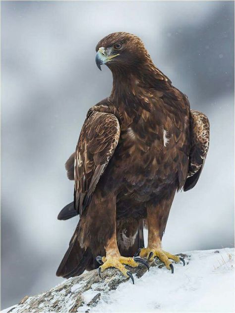 Eagle And Wolf, Brown Eagle, Backyard Birds Watching, Wedge Tailed Eagle, Aigle Royal, Royal Eagle, Raptors Bird, Birds Photography Nature, Eagle Images