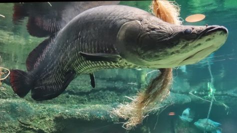 Arapaima Fish, River Fish, River Monsters, Otters Cute, Female Armor, Cute Fish, River Fishing, Exotic Fish, Fishing Girls