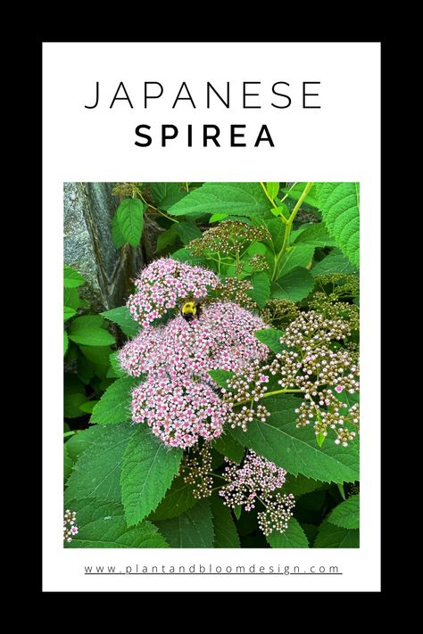 Japanese spirea is a deciduous shrub with flowers that bloom from late spring through summer, forming dense clusters that adorn the shrub with colors ranging from bright white to deep pink and crimson. Learn if this shrub is a good fit for your garden design! Japanese Spirea, Spirea Japonica, Bloom Design, Garden Centers, Hot Pink Flowers, Modern Landscape Design, Late Spring, Ornamental Plants, Flowering Shrubs