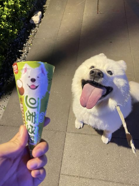 xiaohongshu cute dog ice cream Dog Widget, Girlboss Whispers, Japanese Dog, Dog Ice Cream, Famous Dogs, Japanese Dogs, Silly Cats Pictures, Dog Happy, Puff Puff