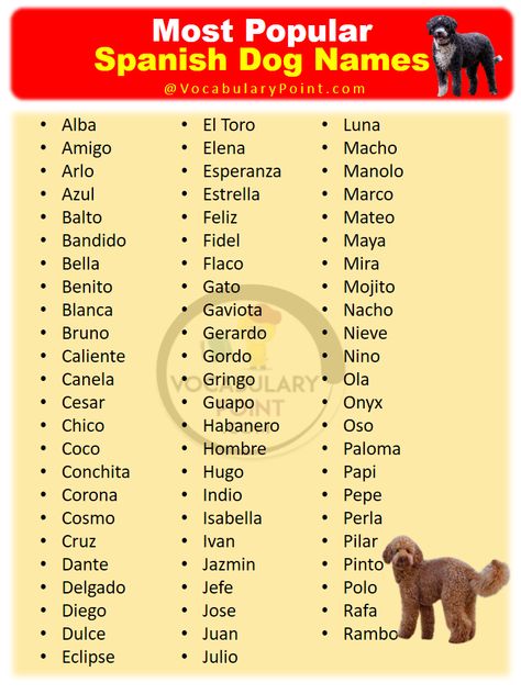 Are you looking for a unique name for your new pup? If so, you should consider looking into Spanish dog names. This article will provide ... Read more The post 600+ Best Spanish Dog Names appeared first on Vocabulary Point. Spanish Pet Names For Girlfriend, Italian Dog Names, Doberman Names, Spanish Pet Names, Spanish Dog Names, Spanish Dog Names Boy, Western Dog Names Boy, Chihuahua Names Boys, Rare Dog Names