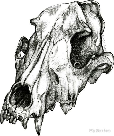 "Canine Skull" Stickers by Pip Abraham | Redbubble Animal Skull Drawing, Canine Skull, Skull Animal, Dog Skull, Skull Reference, Wolf Skull, Skeleton Drawings, Animal Skeletons, Animal Skull