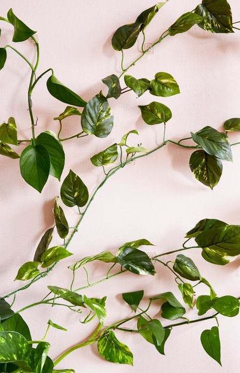 Top 10 Low-Maintenance & Low Light Houseplants for an Office Pothos Wall, Plant Climbers, Indoor Ivy, Best Hanging Plants, Plants Shelves, Pothos Plant Care, Pothos Vine, Indoor Vines, Plants Low Light