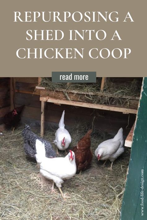 Chicken Coop From Old Shed, Shed To Chicken Coop Conversion, Metal Shed Into Chicken Coop, Converting A Shed Into A Chicken Coop, Old Shed Chicken Coop, Shed To Chicken Coop Convert, Shed Converted To Chicken Coop, Lean To Chicken Coop Ideas, Turn Shed Into Chicken Coop