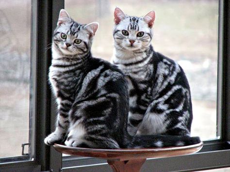 american shorthair cats, american shorthairs, www.silvershorthairs.com, classic silver tabby American Short Haired Cats, Aesthetic Cat Tattoo, Gatos Cool, American Shorthair Cat, Food Cat, Cat Images, Cat Breeder, Wallpaper Cat, Painting Cat